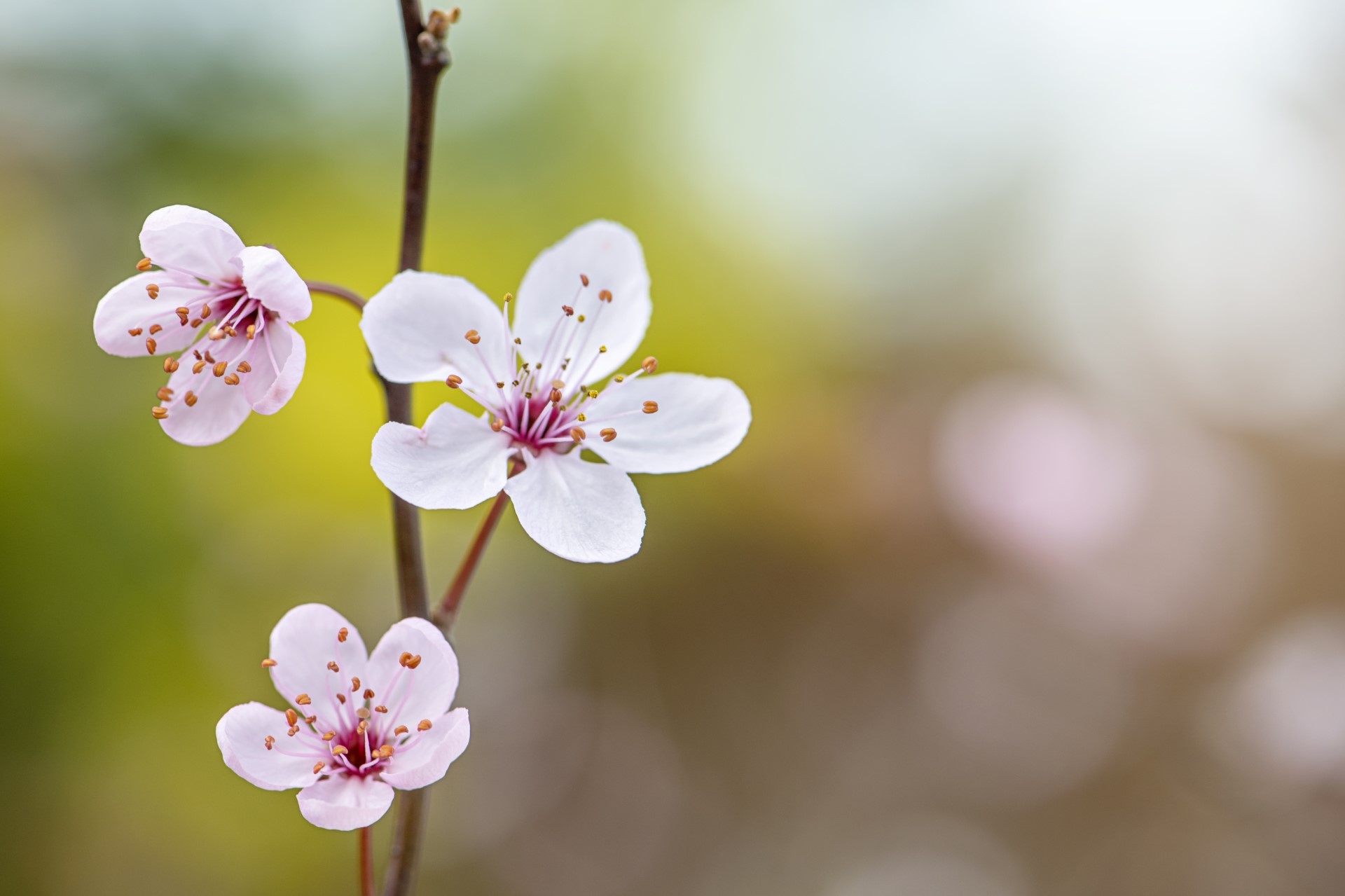 Cherry blossoms — representing mindfulness and present moment awareness
